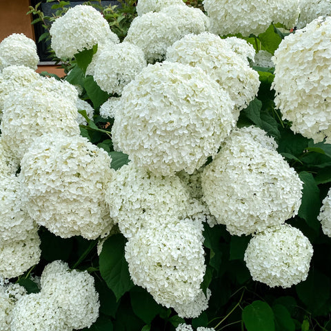 Hortensie 'Annabelle' 9 cm / 2 l