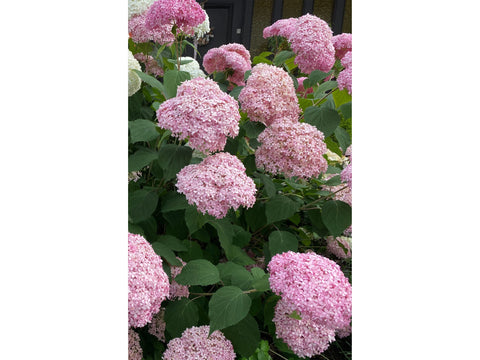 Hortensie 'Strong Annabelle Pink' 3L