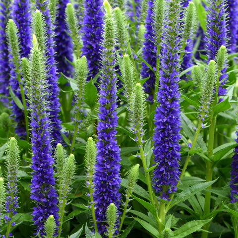 Veronica 'Anniversary Blue' 9cm/2L