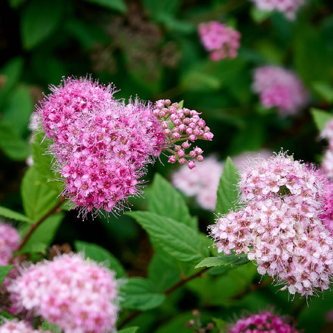 Spiraea japonica 'Manon' 1L