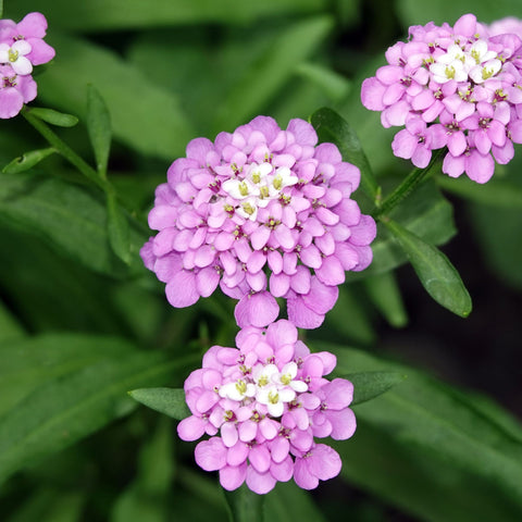 Iberis 'Pink Ice' 9 cm / 2 l