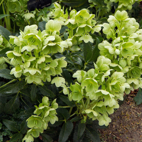 Hellebore argutifolius 9cm