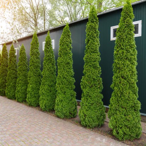 Thuja occidentalis 'Smaragd' 2L