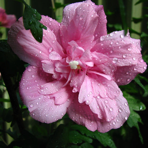 Hibiscus syriacus 'Ardens' 1,5L