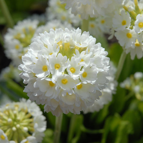 Primula denticulata Alba (Trommelprimel) 9cm/14cm