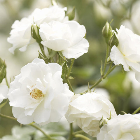Rose Iceberg | Floribunda | 4L Potted Rose