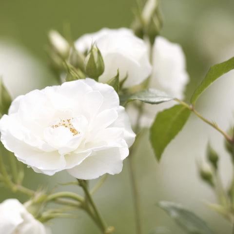 Rose Iceberg | Floribunda | 4L Potted Rose