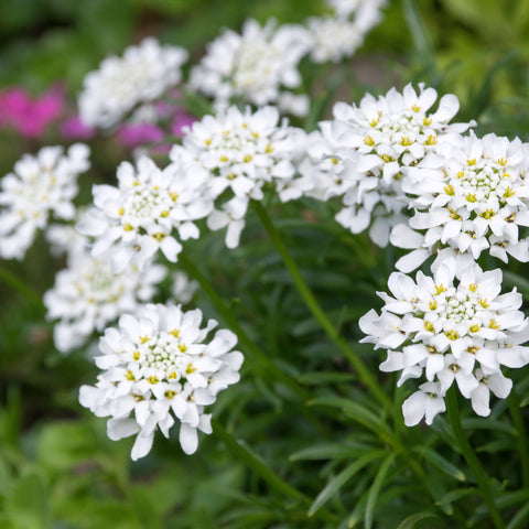 Iberis sempervirens 'Fischbeck' 9cm