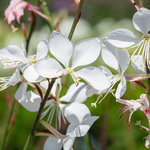 Gaura lindheimeri Weiß 9cm / 2L
