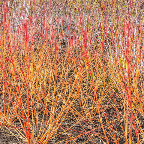 Cornus sanguinea 'Winter Beauty' 2L