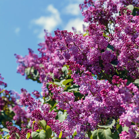 Syringa vulgaris 'Prince Volkonsky' (Flieder) 3L