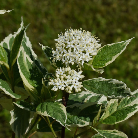Cornus alba Elegantissima 1L / 2L