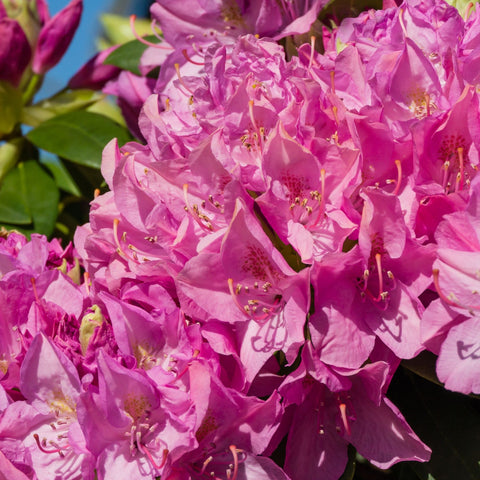 Rhododendron Roseum Elegans 2-5L