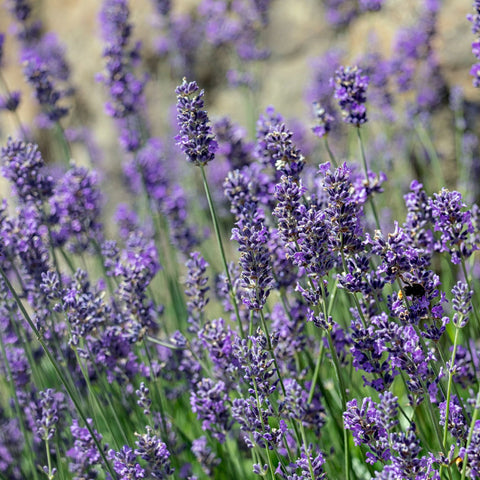 Lavendel angustifolia 'Munstead' 9 cm/1,5 l 