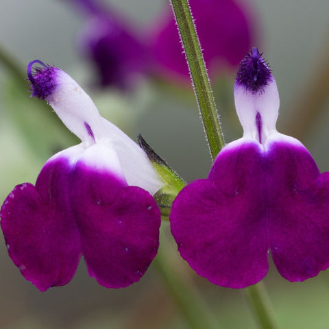 Salvia 'Amethyst Lips' 9cm