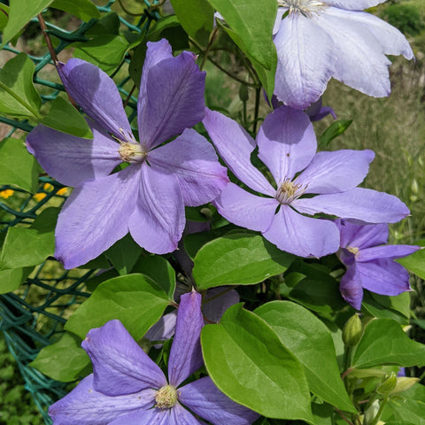 Clematis 'Mrs. Cholmondeley' 60 cm