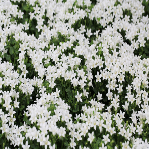 Campanula portenschlagiana 'Clockwise' Weiß 9cm