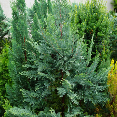 Chamaecyparis lawsoniana 'Van Pelt's Blue' 2L (50-60cm inkl. Topf)