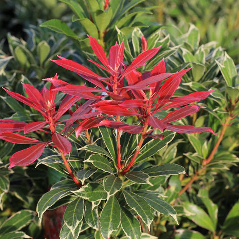Pieris japonica Carnaval 1,5L