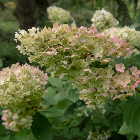 Hydrangea paniculata 'Unique' 1L (30-40cm inkl. Topf)