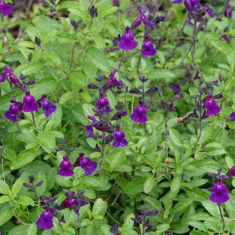 Salvia 'Amethyst Lips' 9cm