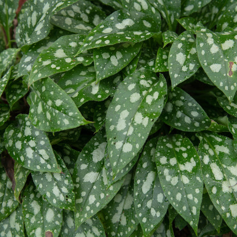 Pulmonaria 'Shrimps on the Barbie' 9cm/2L