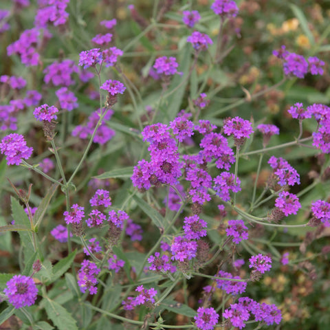 Verbena Santos Purple 9cm/1.5L/2L