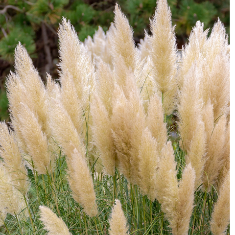 Cortaderia Pampasgras 'Pumila' 1L/2L/4L