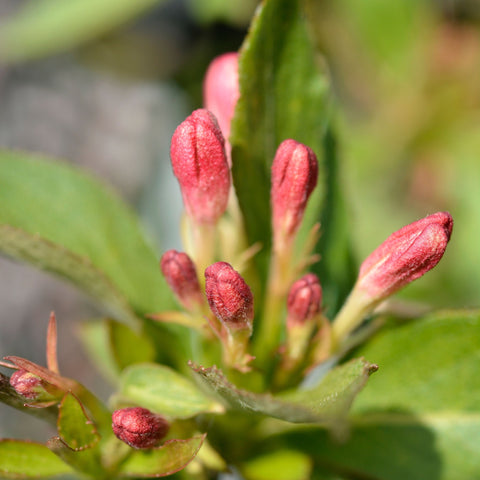 Weigela 'All Summer Peach' 9cm
