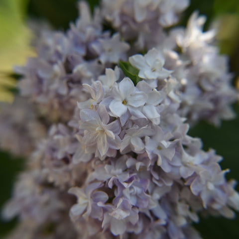 Syringa vulgaris 'Michel Buchner' 2L 