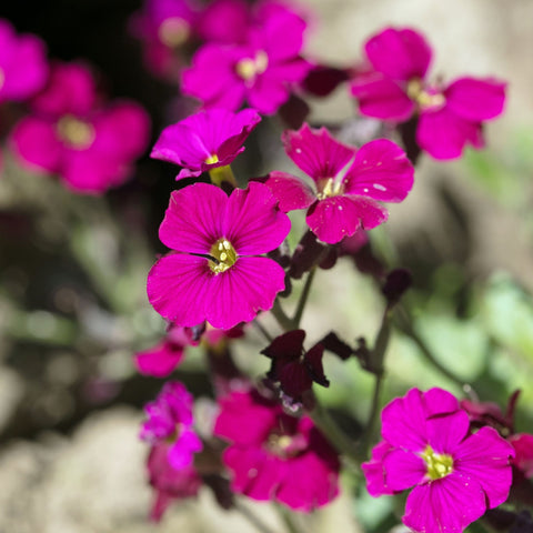 Aubretia hybrida axcent Burgundy 9cm Topf