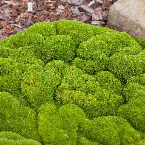 Scleranthus uniflorus 10cm Anzuchttopf