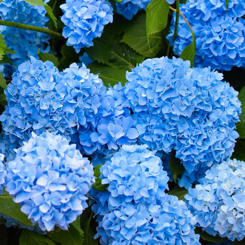 Hydrangea macrophylla | Surprise colour 1.5L (Our Choice)