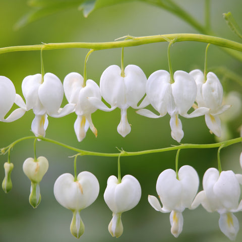 Dicentra Spectabilis 'Bleeding Heart' White
