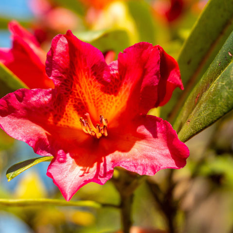 Rhododendron 'Golden Gate' 5L
