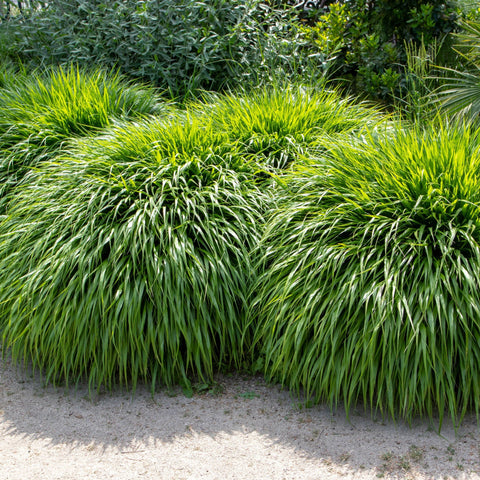 Hakonechloa macra Gras 9cm / 2L