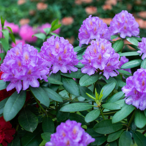 Rhododendron 'Catawbiense Grandiflorum' 3L
