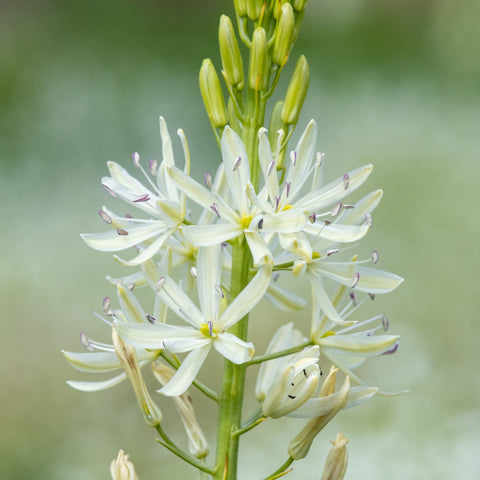 Camassia leichtlinii Alba 9cm Topf 