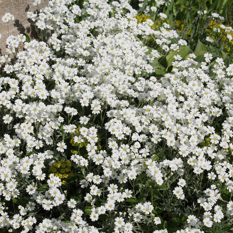 CERASTIUM tomentosum 9cm