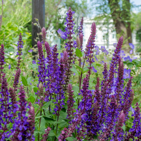 Salvia Salvatore Blau 3L