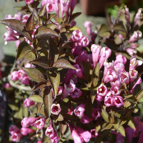 Weigela florida 'Purpurea' 3L