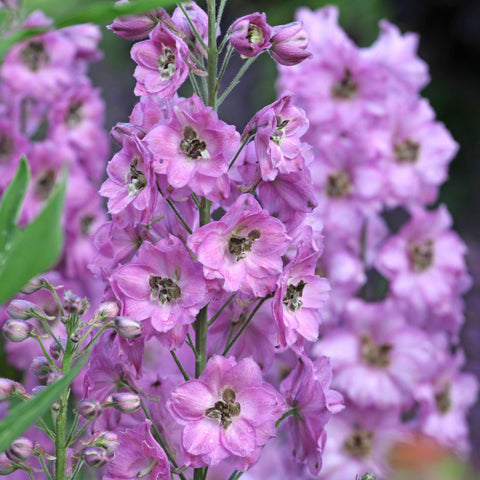Delphinium Excalibur 'Lilac Rose/White Bee' 9cm/1.5L