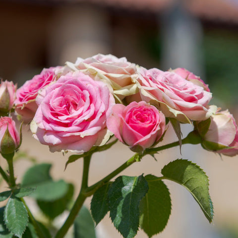 Rose Pretty Polly | Patio Rose | 4L Potted Rose