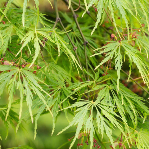 Acer palmatum Dissectum  65L 180cm