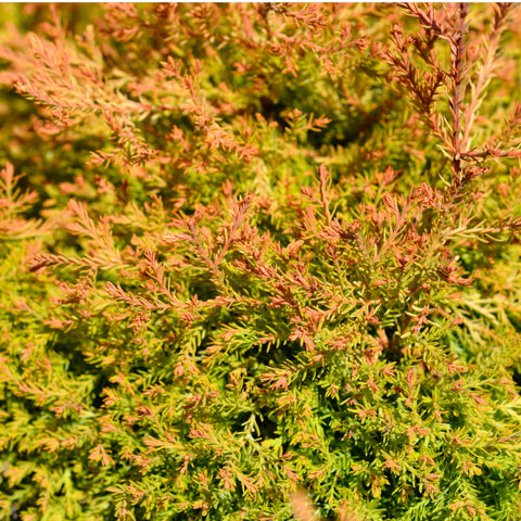 Thuja occidentalis 'Fire Chief' 9cm