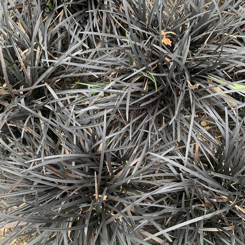 Ophiopogon planiscapus Nigrenscens 'Black Mondo Grass' 2L