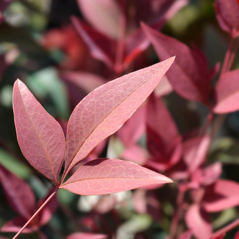 Nandina domestica 'Obsessed' 9cm / 3L