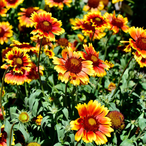 Gaillardia 1,5 l (Unsere Wahl)