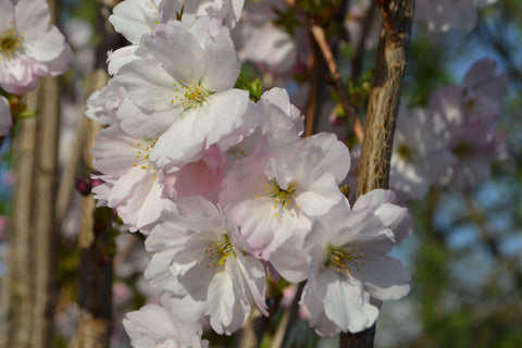 Cerisier ornemental nain à fleurs - Prunus serrulata 'Amanogawa' 70-80 cm