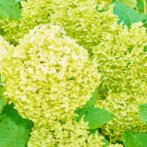 Rispenhortensie 'White Light' 2L / 5L / 7,5L